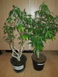 Grafting a multi strain mother plant