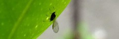 example-of-winged-aphid-on-leaf