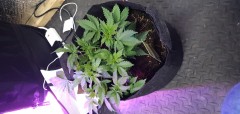 IMG-20191209-WA0012