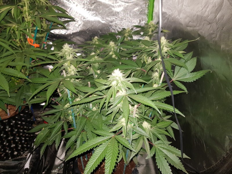 Legendary punch 24 days 12/12