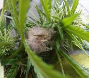 fluffy-white-bud-rot-sm