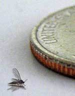 fungus-gnat-quarter-small