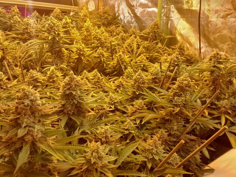 Chiesel Grow Diary