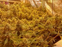 Chiesel Grow Diary