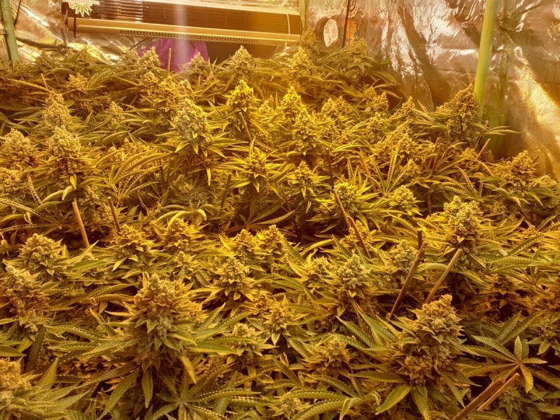 Chiesel Grow Diary