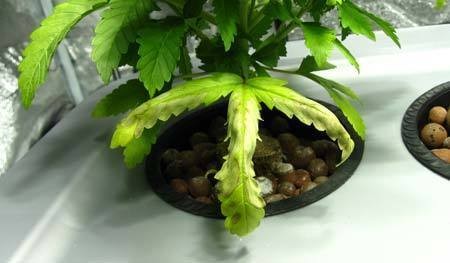 hydroponic-dwc-seedling-with-curled-leaves-from-root-rot-sm