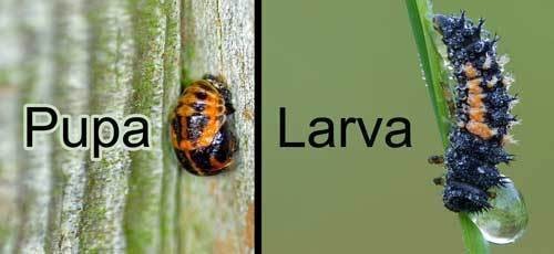 ladybug-pupa-larva-sm