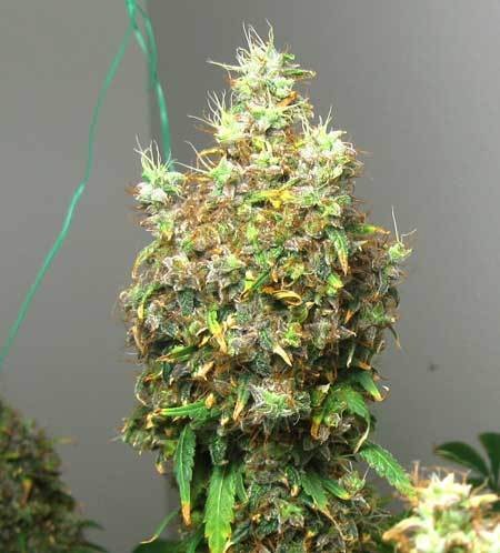 led-burnt-bud-sm