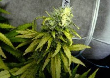 light-bleached-bud-sm