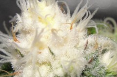 light-bleached-cola-sm