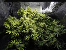 light-bleached-leaves-sm