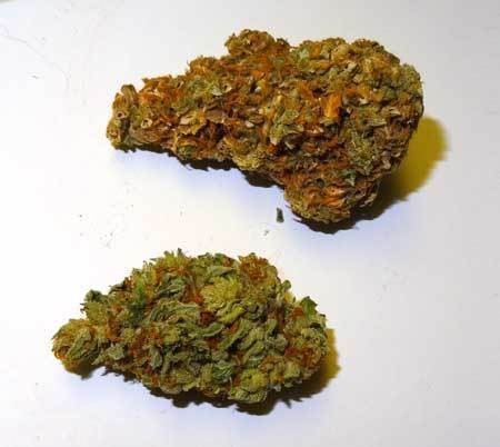 light-burn-bud-top-regular-bud-bottom-sm