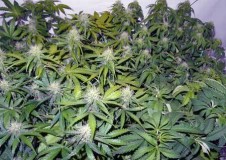 light-burn-top-leaves-yellowing-sm