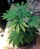 light-stressed-plants-sm