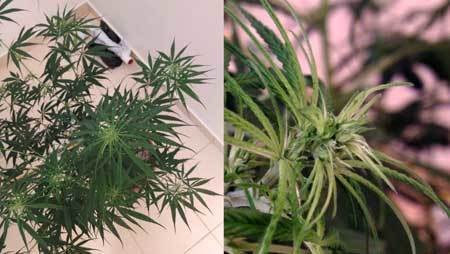 male-plant-root-problem-chronic-under-watering-sm