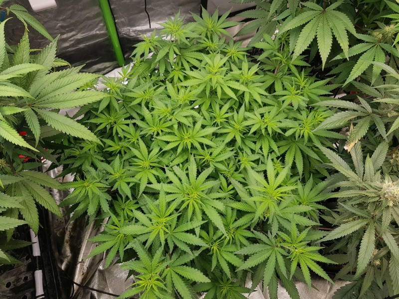 Knockout from Advanced female seeds 2 days flower
