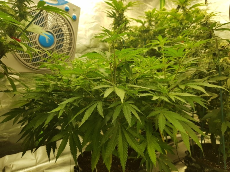 Knockout from Advanced female seeds 2 days flower
