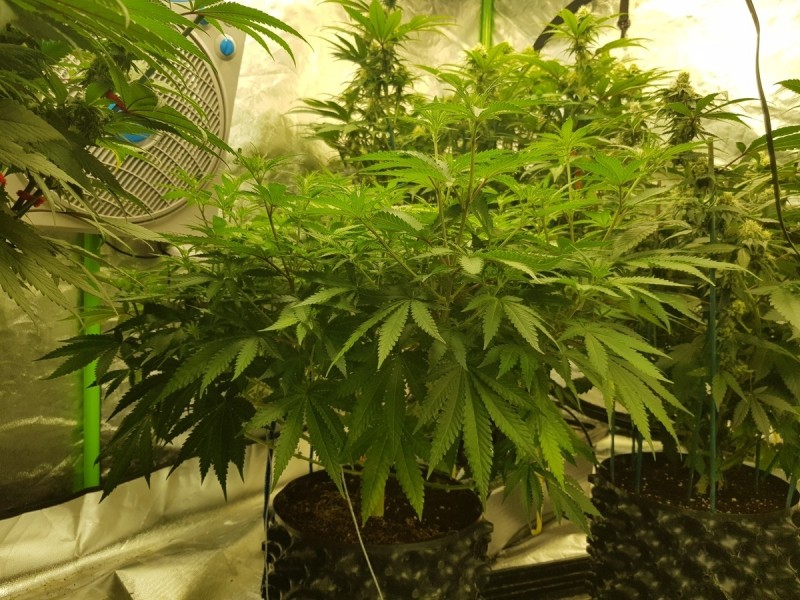 Knockout from Advanced female seeds 2 days flower