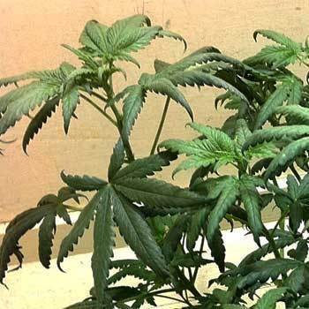 marijuana-droopy-leaves-nitrogen-toxic-sm