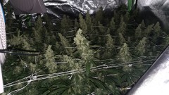 IMG-20191217-WA0148