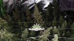 IMG-20191217-WA0131
