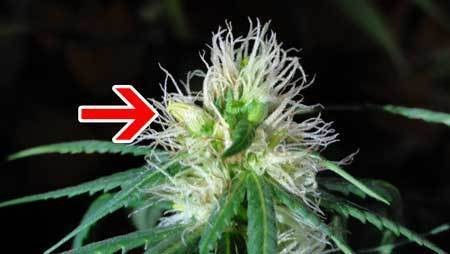 marijuana-hermie-banana-on-bud-with-pistils-sm