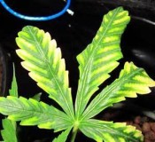 marijuana-magnesium-deficiency-sm