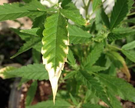 marijuana-potassium-deficiency-yellow-edges-tips-sm