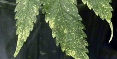 marijuana-thrips-spots-leaves-damage-closeup-xsm