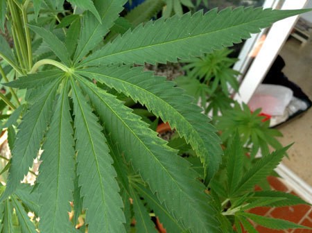 marijuana-tmv-mosaic-virus-twisted-leaf-sm