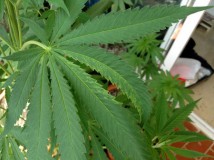 marijuana-tmv-mosaic-virus-twisted-leaf-sm
