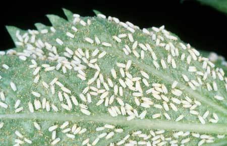 marijuana-white-fly-infestation-sm