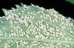 marijuana-white-fly-infestation-sm