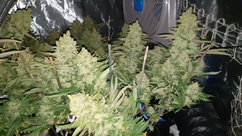 Chiesel Grow Diary