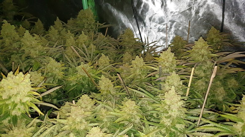 Chiesel Grow Diary