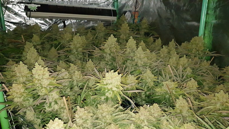 Chiesel Grow Diary