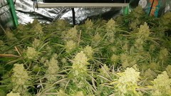 Chiesel Grow Diary