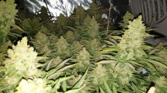 Chiesel Grow Diary