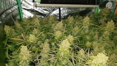 Chiesel Grow Diary