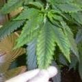 medium_magnesium-deficiency