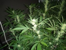 IMG_20191221_082051
