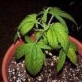 medium_over-watering