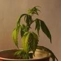 medium_weed-under-watered