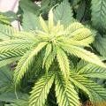 medium_zinc-deficiency-marijuana