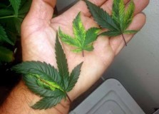 mosaic-pattern-on-cannabis-leaves-caused-by-tmv-sm