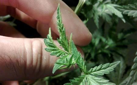 new-twisted-fern-like-growth-on-marijuana-from-mosaic-virus-sm