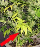 nitogen-deficient-flowering-sm