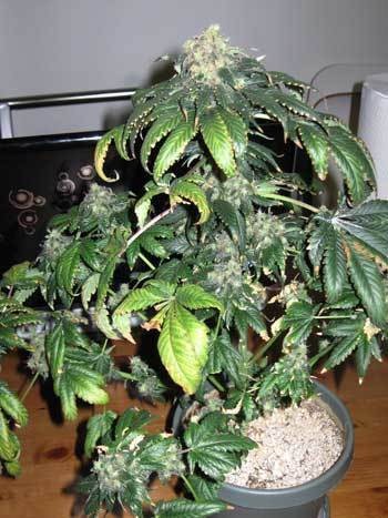 nitrogen-toxicity-flowering-sm