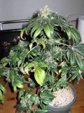 nitrogen-toxicity-flowering-sm