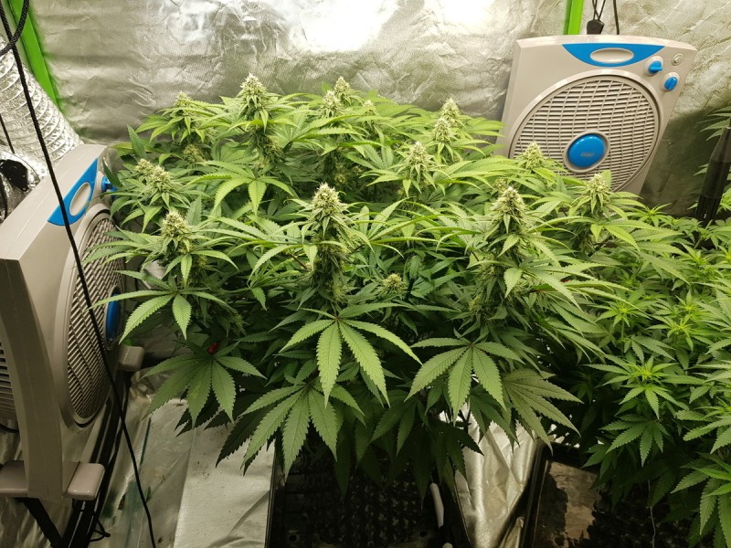 Royal queen seeds legendary punch  4 weeks